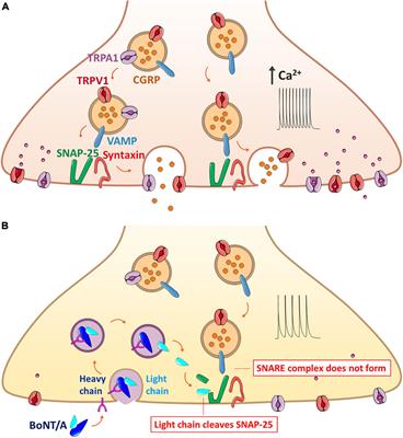 Transient Receptor Potential Channels and Botulinum Neurotoxins in Chronic Pain